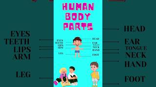 Human body parts | Body parts name for kids | learn human body parts in english @KidsTimeLearning