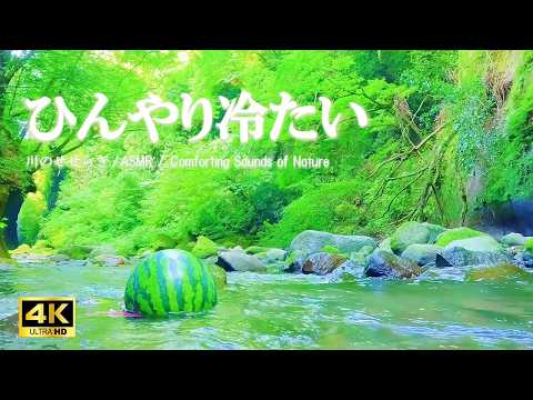 柔らかい川のせせらぎ 癒しの風景：読書や勉強にお役立てください【自然音,ASMR,4K,relaxing  nature sounds】