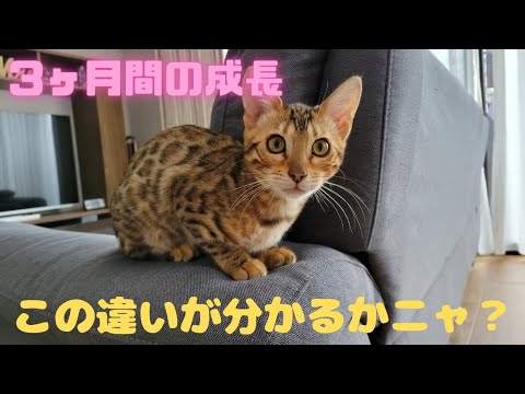 【ベンガル子猫メスver.】ミリの成長記録～生後3ヶ月→5ヶ月～