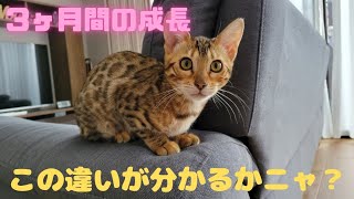 【ベンガル子猫メスver.】ミリの成長記録～生後3ヶ月→5ヶ月～