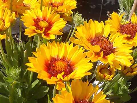 Get to Know Blanket Flower/Gaillardia - Sun-Loving Plants