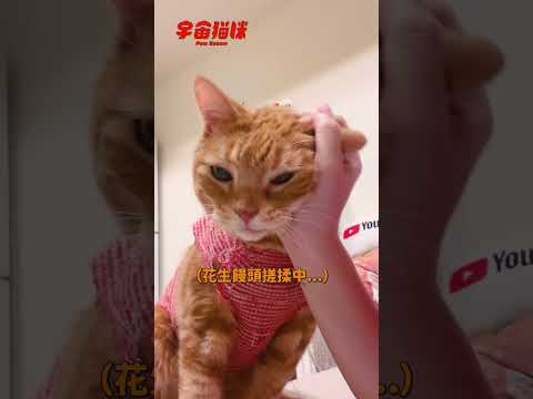 這隻貓咪真的不要太可愛！犯規橘貓的撒嬌時間 #宇宙貓咪 #cat #shorts #shortstw