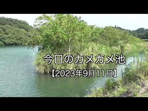 今日のカメカメ池【2023年9月11日】