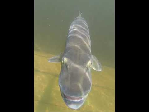 Is this Muskie going to eat my go pro?