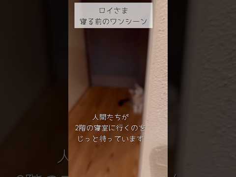 寝る前のワンシーン #ねこ動画 #cat #保護猫 #子どもと猫 #ことねこくらし