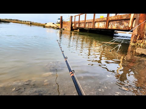 BANK FISHING a Shipping Channel for GIANTS!! (Creek Mouth)