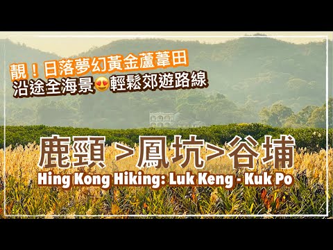 【香港好去處】鹿頸 - 鳳坑 - 谷埔 行山路線｜夢幻蘆葦田｜沿途超靚海景｜來回 2 小時輕鬆易行郊遊路線｜香港郊遊｜Fanling : Luk Keng - Kuk Po