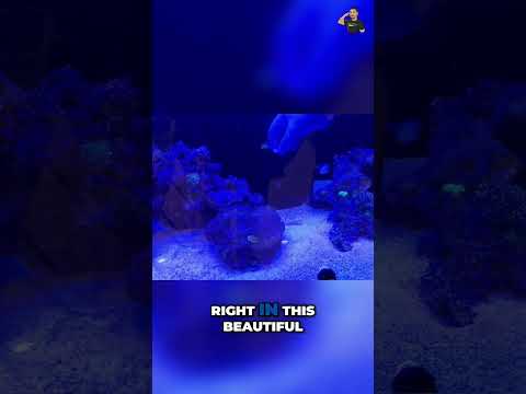 How to Easily Add Coral to Your Aquarium