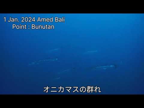 [ オニカマスの群れ  ] 今日のお魚くん。バリ島アメッドの海。Gaiant barracuda in amed Bali