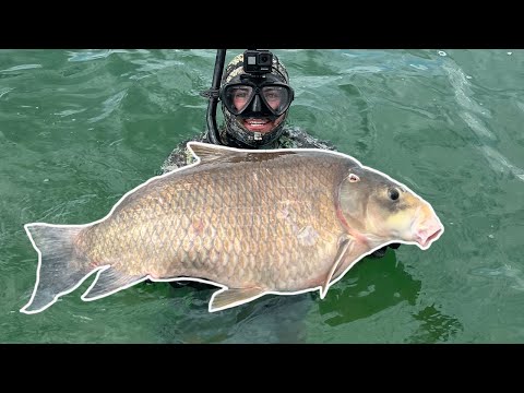 Spearfishing For River MONSTERS (Catch Clean Cook) And Summertime Crappie Fishing