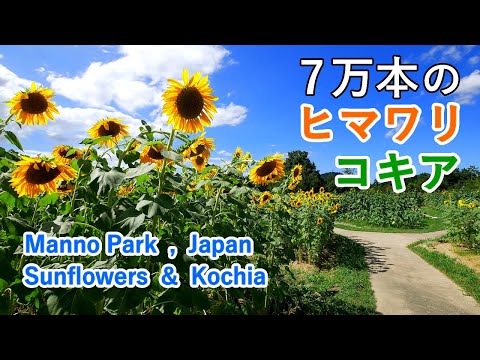 4K Spectacular view of Sunflowers & Kochia trees at National Sanuki Manno Park, Kagawa, Japan