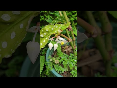 Small corner of garden