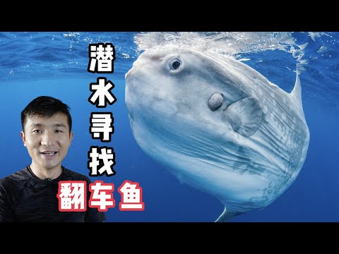 《印度尼西亚》第24天：潜水寻找大型翻车鱼时居然尿急，假如是你的话会怎么做？#环球旅行 #旅行攻略 #印度尼西亚 #潜水