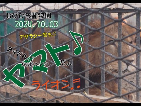 おびひろ動物園　ライオン舎は大騒ぎ♬ヤマトもハッスル♬アザラシ一家が友情出演♬2024年10月3日♬