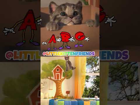 Watch @littlekittenfriends  Stories of a Little CAT