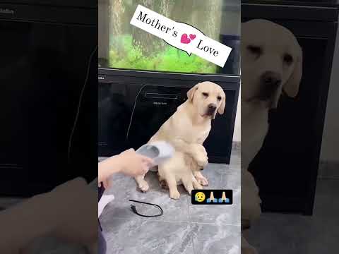 maa tho maa hoti hai #maa #dog #trending #shortsvideo #shortsfeed