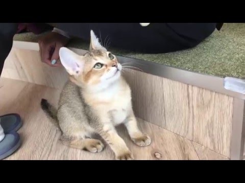 猫カフェ モカ原宿店（Cat cafe Mocha in HARAJUKU）でじゃれる猫