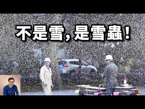 最強大的克隆機器，召喚初雪的「雪妖精」，日本北海道雪蟲爆發之謎！一個關於春運的故事…【老肉雜談】#動物 #昆蟲 #生物 #雪蟲 #雪蟲爆發