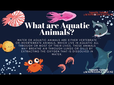 #Fun Science Aquatic Animals. #Splashin Science: Fun Facts About Aquatic Animals @KnowledgeNexus2