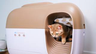 0 To 365 Days Switching To Automatic Litter Box | Petsnowy