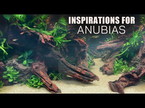 16 ANUBIAS Aquascape Inspirations!🌱