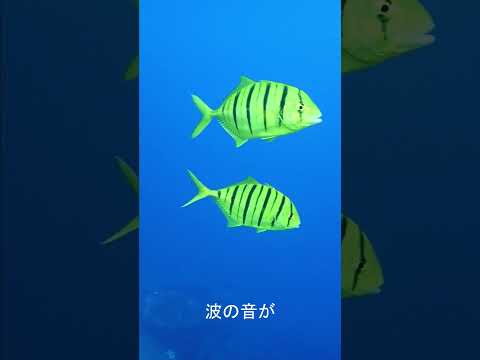 コガネシマアジランデブー