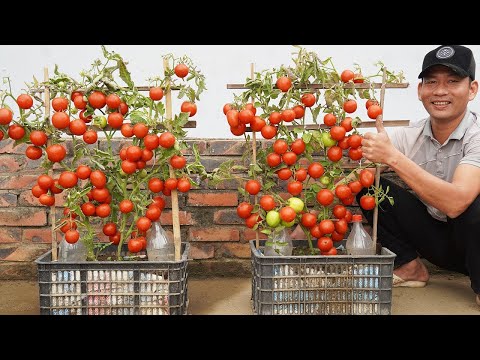 Growing Tomatoes in Plastic Baskets = Surprising Fruit Yield!