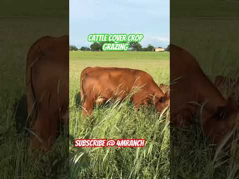 Cattle grazing Oats, rye, peas and clover #shortsvideo #foragecrop #agriculture