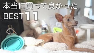 【犬用グッズ／2022】愛する子鹿犬に買って良かったものBEST11【ミニピン／元保護犬】