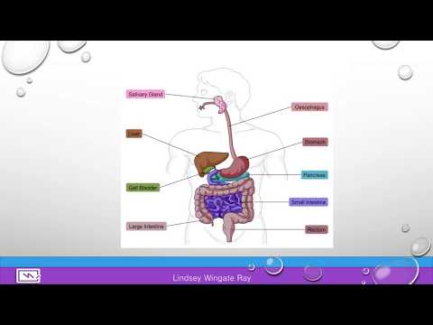 digestive system coding