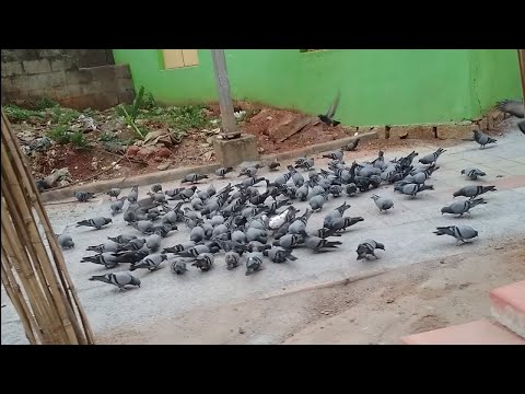 AMAZING VIDEO|BANGALORE