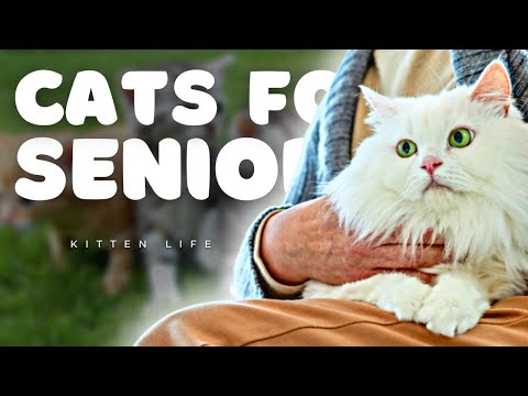 The Joy of Senior Cat Companionship