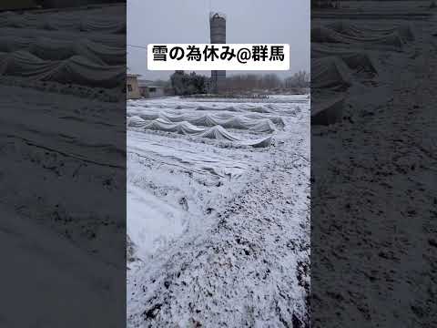 雪の為畑はお休みです　【群馬の小さな農家】