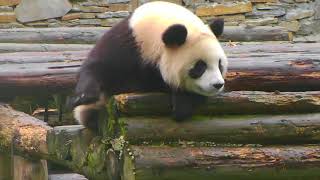 Happiness Village Baby Pandas Cam 10-23-2017 20:00:17 - 21:00:05