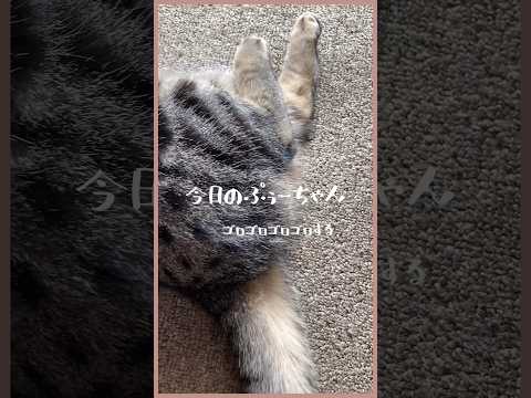 【ゴロゴロ猫】モフ毛が暑いねー