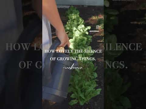 Garden ASMR 🌱