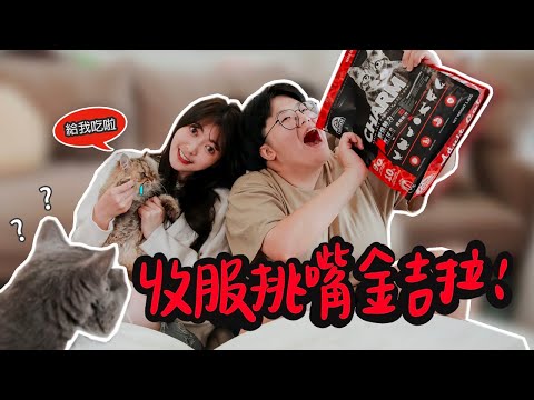 開箱金吉拉！根本天使貓脾氣超好｜寵物飼料推薦 ｜ft.CHARM 野性魅力｜薛我家的喵 EP.2