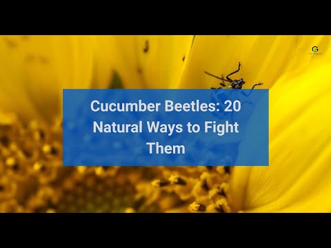 Cucumber Beetles: 20 Natural Ways to Fight Them