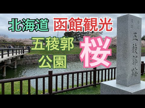 【函館市】観光地 五稜郭公園へ 桜スポットをまったり散歩 5月散り始め 千代台町交差点から。