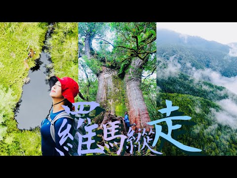 【羅馬縱走】享受帝王級百岳美景伴遊⛰️神木雲瀑通通有！🌲但最激動的卻是...『踩到黃金』💩