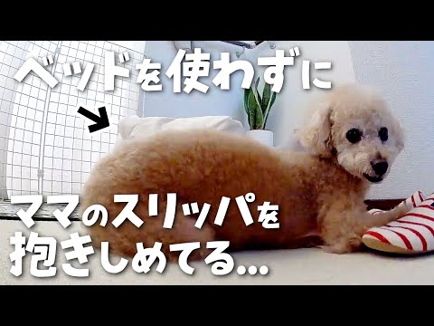 お留守番カメラに写った愛犬が健気すぎて泣けました...