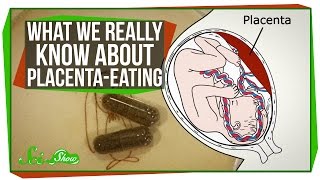 What We Really Know About Placenta-Eating