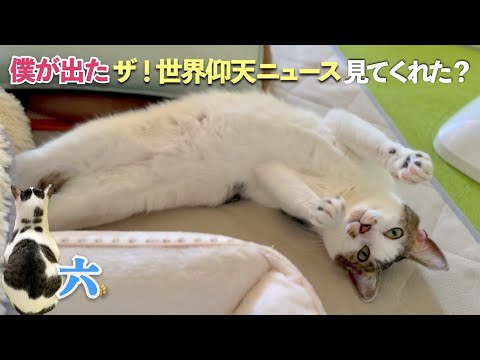 愛猫の六と亡き愛猫の小六が「ザ！世界仰天ニュース」に出ました。六の放送日の1日をご覧ください | [生まれ変わりの猫] 六 (Roku)