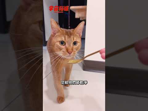 原來貓咪可以吃無鹽奶油！？兩兄弟搶著舔奶油 #宇宙貓咪 #cat #shorts #shortstw