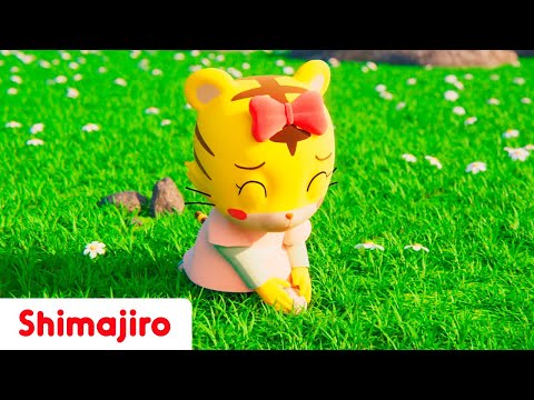 Every time you get hurt, heal yourself! | Safety with Shimajiro | Kids songs & Nursery Rhymes