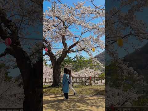 【函館】函館公園｜お花見｜桜