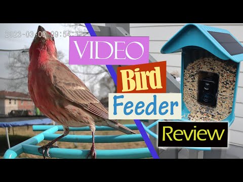 Cuckoo Smart Video Camera Bird Feeder by Arkantos Review