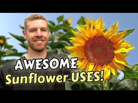 7 Ways To Eat & Use Sunflowers That Will Surprise You!