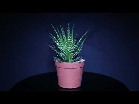 Footage: Kakteen Haworthia Fasciata