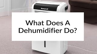 What Does A Dehumidifier Do? | Sylvane